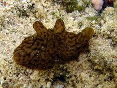 Coriocella safagae