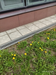 Taraxacum officinale