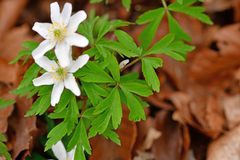 Anemonoides nemorosa