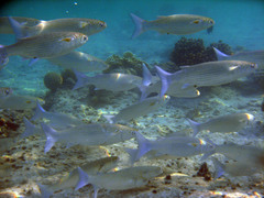 Crenimugil crenilabis