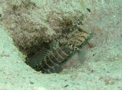 Cryptocentrus cryptocentrus