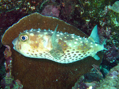 Cyclichthys spilostylus