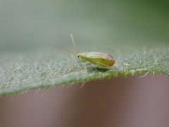 Orthotylinae
