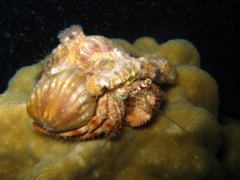 Red Sea Anemone Hermit Crab (Dardanus tinctor) · iNaturalist Guatemala
