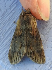 Dasylophia thyatiroides