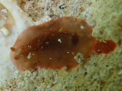 Dendrodoris fumata