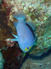 Yellowface Soapfish photo 3