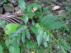 Alpinia flabellata
