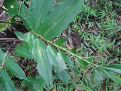 Alpinia flabellata