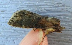 Dasylophia thyatiroides