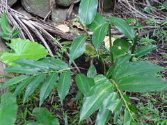 Alpinia flabellata