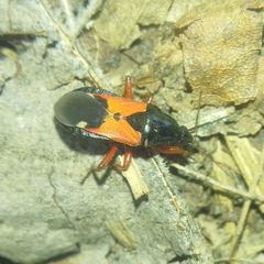 Prostemma guttula guttula