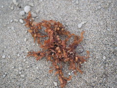 Sargassum ilicifolium