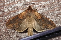 Dasylophia thyatiroides