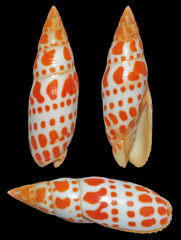 Mitra mitra