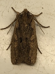 Lithophane hemina