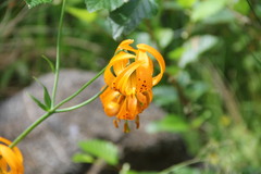 Lilium pardalinum wigginsii