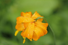 Lilium pardalinum wigginsii