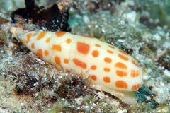 Mitra mitra