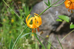 Lilium pardalinum wigginsii