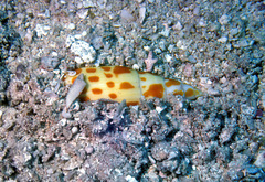 Mitra mitra