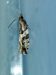 Lobesia arzilae