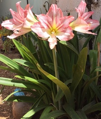 Hippeastrum reticulatum