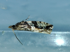 Lobesia arzilae