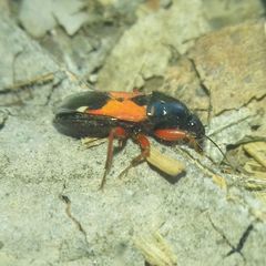 Prostemma guttula guttula