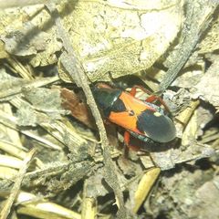 Prostemma guttula guttula