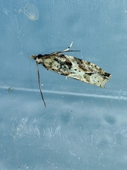 Lobesia arzilae
