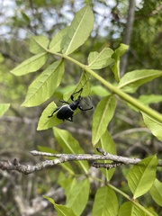 Otiorhynchus vehemens