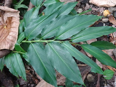 Alpinia flabellata