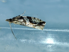 Lobesia arzilae