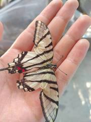 Protographium epidaus