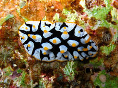Phyllidia rueppelii