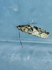 Lobesia arzilae