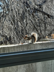 Sciurus carolinensis