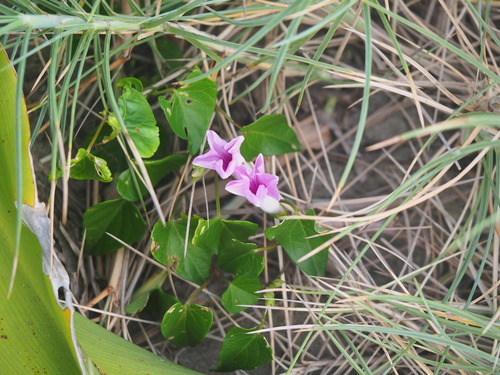 Image of Ipomoea littoralis by no rights reserved
