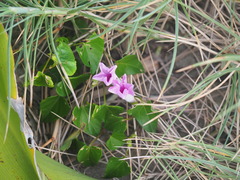 Ipomoea littoralis