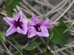 Ipomoea littoralis
