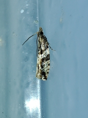 Lobesia arzilae