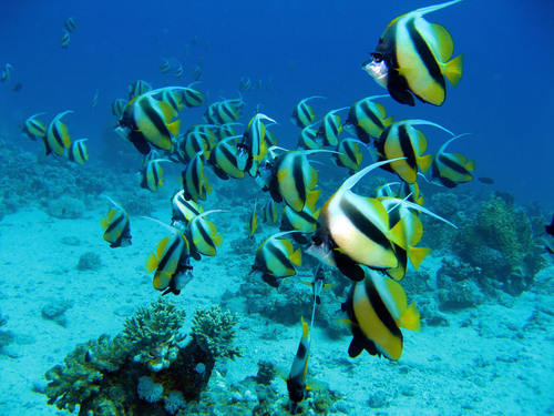 Photo of Red Sea bannerfish (Heniochus intermedius)