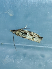 Lobesia arzilae