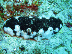 Holothuria nobilis