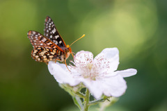 Euphydryas chalcedona
