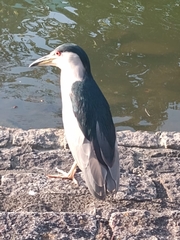 Nycticorax nycticorax