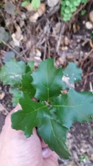 Quercus × ganderi