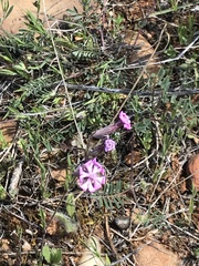 Silene colorata