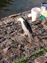 Nycticorax nycticorax